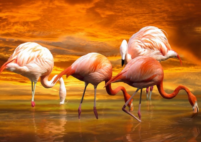 Animals Birds Flamingo Exotic Water Food Sunset